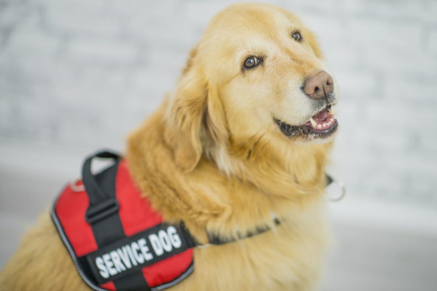The difference between service dogs, therapy dogs, how they are trained