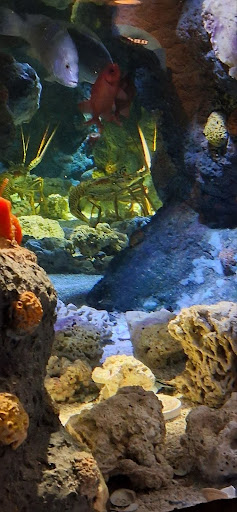 The Aquarium is one of many places students can go this summer to escape boredom (Photo taken by Chloe Sherman)